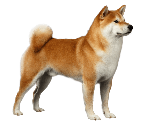 Shibe